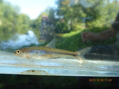 Notropis volucellus