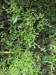 Selaginella helvetica