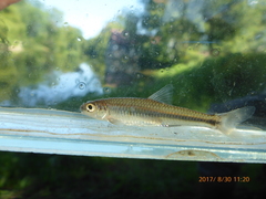 Notropis volucellus
