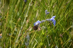 Piruna roeveri