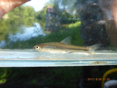 Notropis volucellus