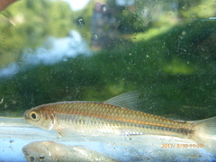 Notropis volucellus