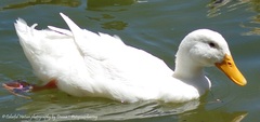 Anas platyrhynchos domesticus