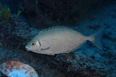 White-Spotted Spinefoot photo 1