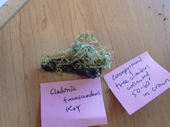 Cladonia transcendens