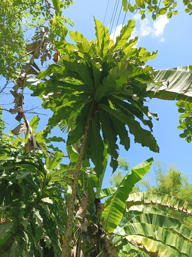 Palm-like fig (Ficus pseudopalma)