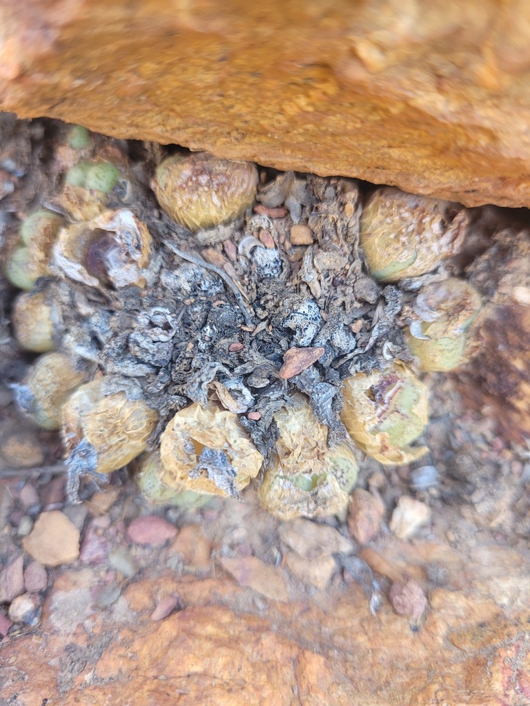 Fig Buttons in March 2024 by Ismail Ebrahim · iNaturalist