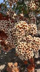 Eriogonum