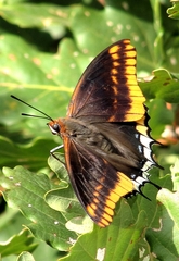 Charaxes jasius