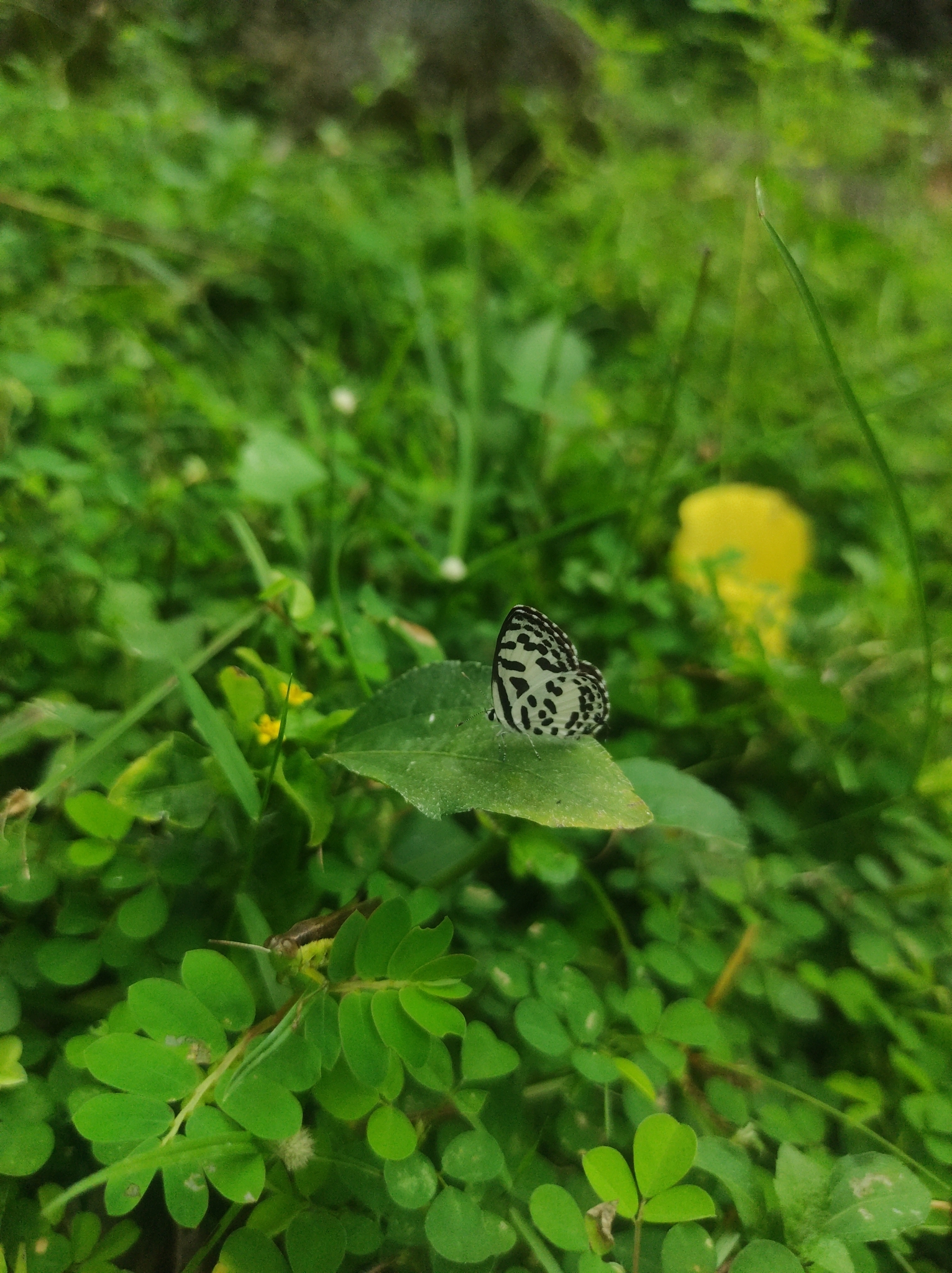Common Pierrot