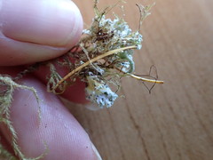 Cladonia transcendens