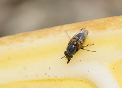 Stomorhina discolor