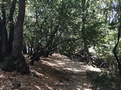 Umbellularia californica