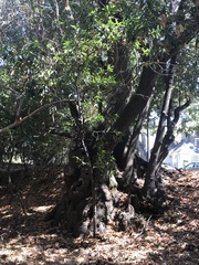 Umbellularia californica