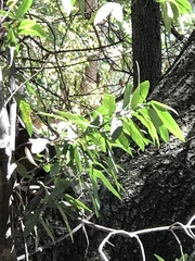 Umbellularia californica