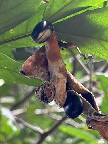 Archidendron bigeminum observed 2025-05-22