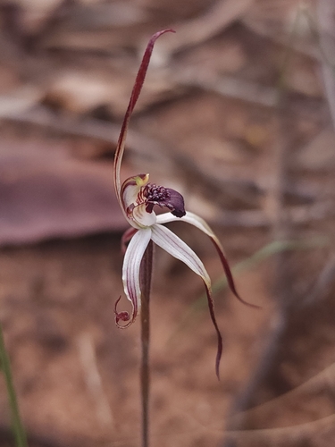 Winter spider orchid (Caladenia drummondii)