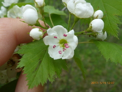 Crataegus holmesiana