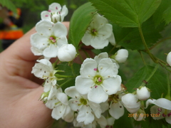 Crataegus holmesiana
