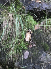 Selaginella helvetica