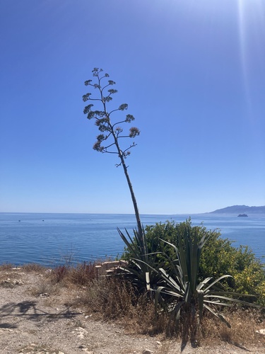 Avistamiento Pita (Agave americana)