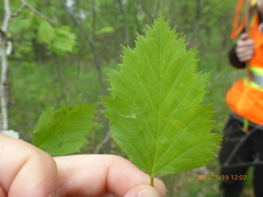 Crataegus holmesiana