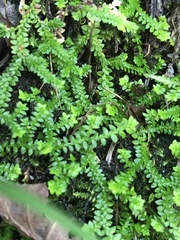 Selaginella helvetica