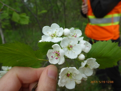 Crataegus holmesiana