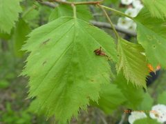 Crataegus holmesiana
