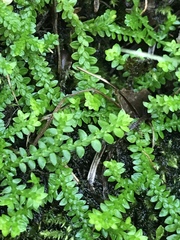 Selaginella helvetica