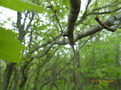 Crataegus holmesiana