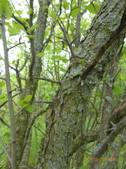 Crataegus holmesiana