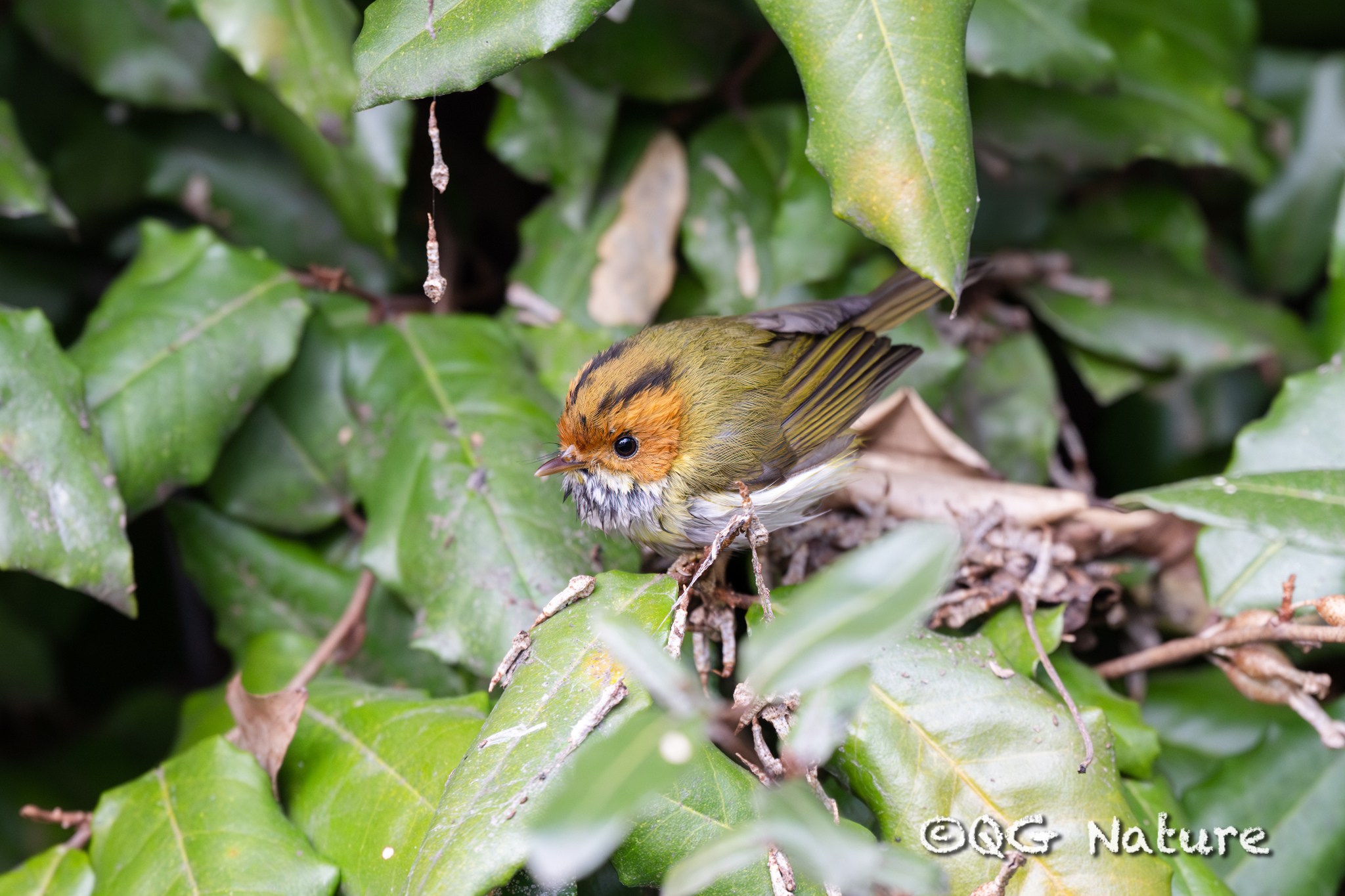 Rufous-faced Warbler