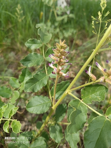 Glycyrrhiza uralensis, photograph 3