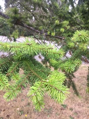Pseudotsuga menziesii