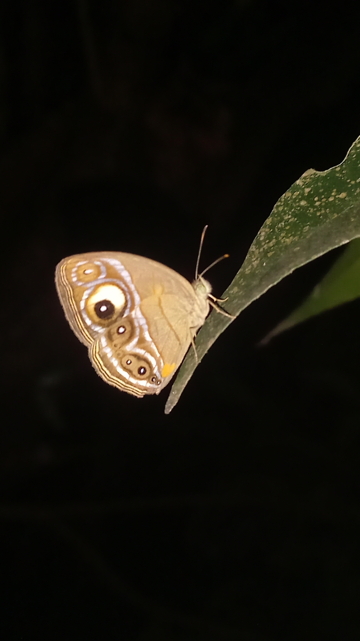 Malabar Glad-Eye Bushbrown