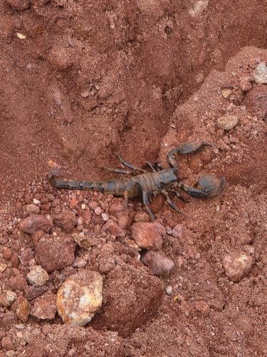 Common Emperor Scorpion