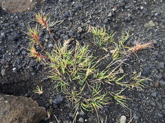 Festuca vivipara