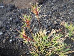 Festuca vivipara