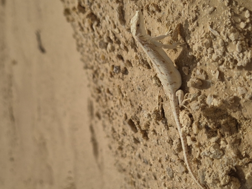 Red-spotted Lizard