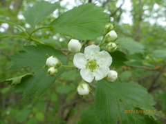 Crataegus chrysocarpa chrysocarpa