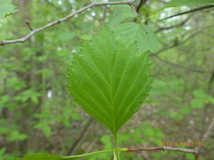 Crataegus chrysocarpa chrysocarpa
