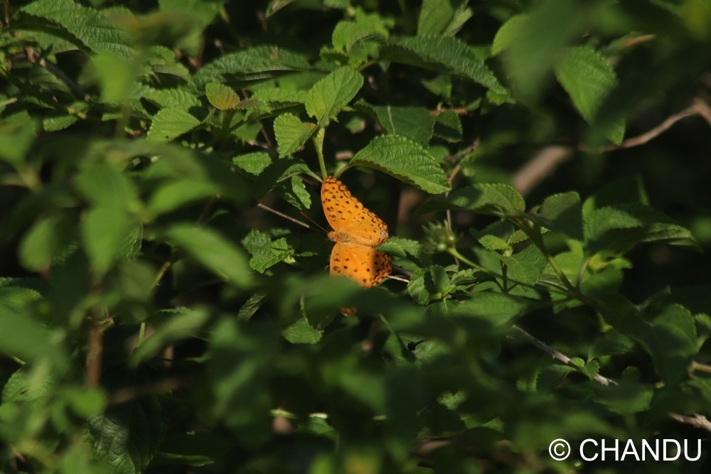 Common Leopard