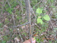 Crataegus chrysocarpa chrysocarpa