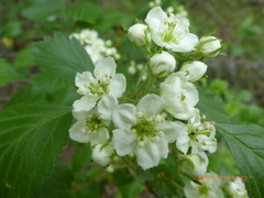 Crataegus chrysocarpa chrysocarpa