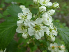 Crataegus chrysocarpa chrysocarpa