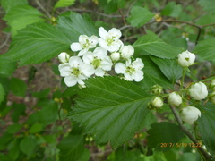 Crataegus chrysocarpa chrysocarpa