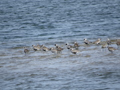 Pluvialis squatarola