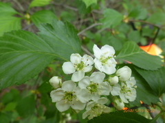 Crataegus chrysocarpa chrysocarpa