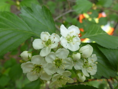Crataegus chrysocarpa chrysocarpa